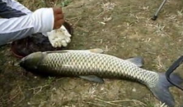 钓草鱼视频,跟随视频学钓鱼